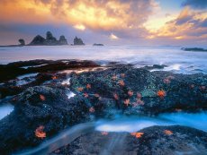 Starfish Coastline