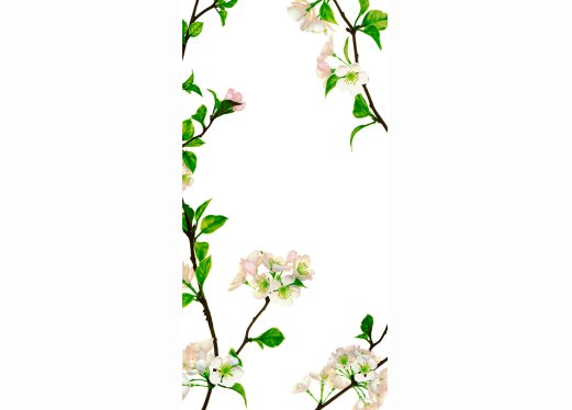 Apfelbaum Apfelbaum