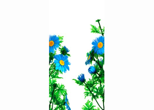 Aster Aster